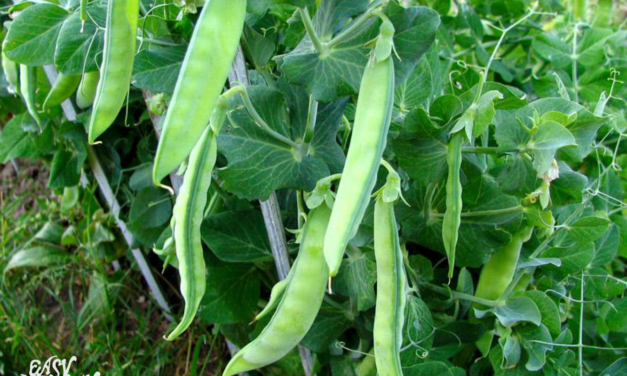 Growing sugar snap peas