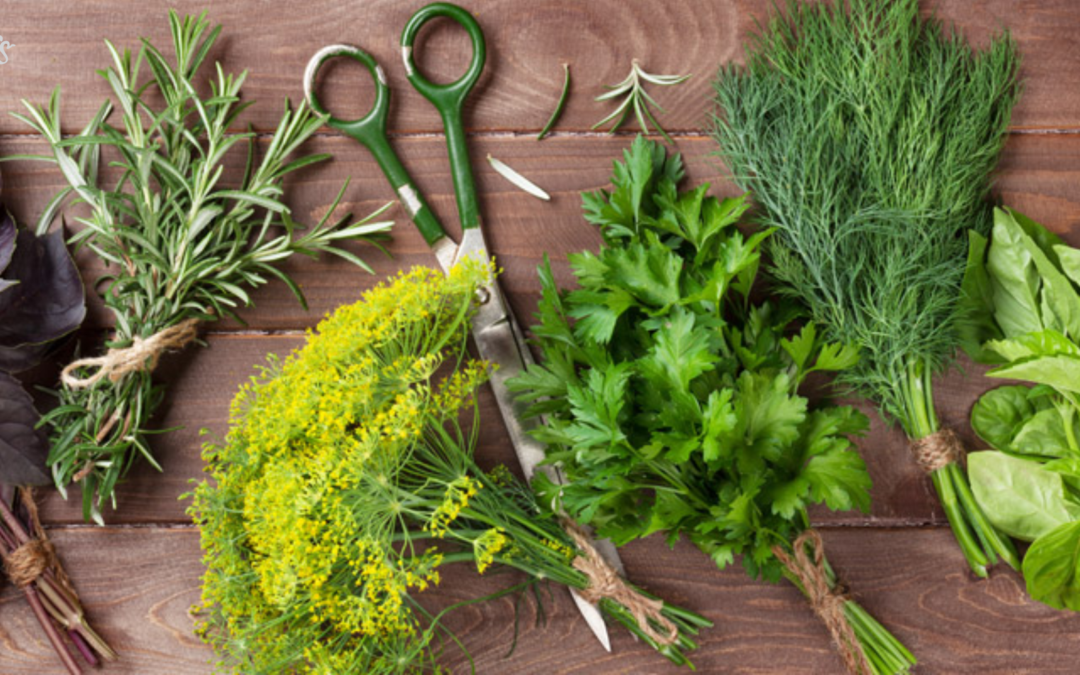 How to dry aromatic herbs